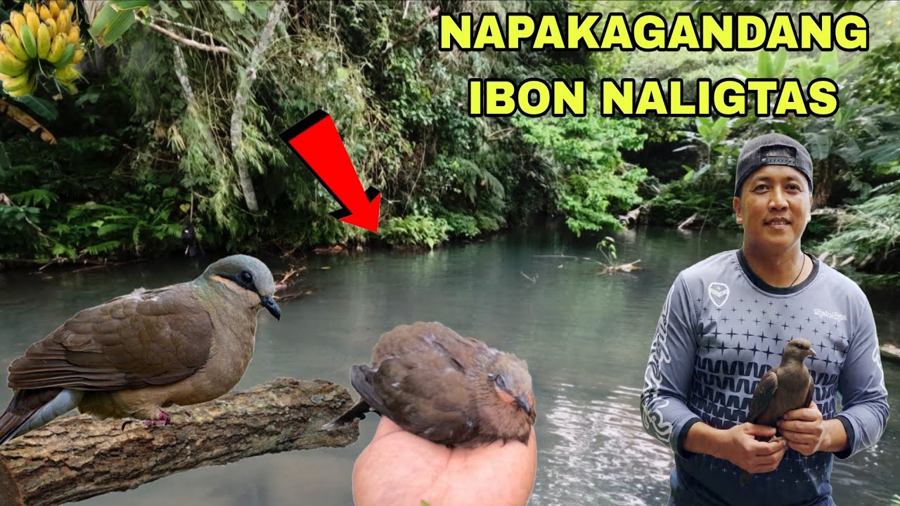 Nakaligtas sa kapahamakan ang napakagandang ibon sa malalim na ilog