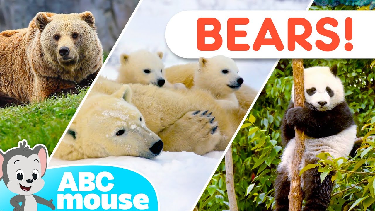 🐻 Bear Adventures! | ABCmouse Tot-umentary Animal Video for Kids 🌲