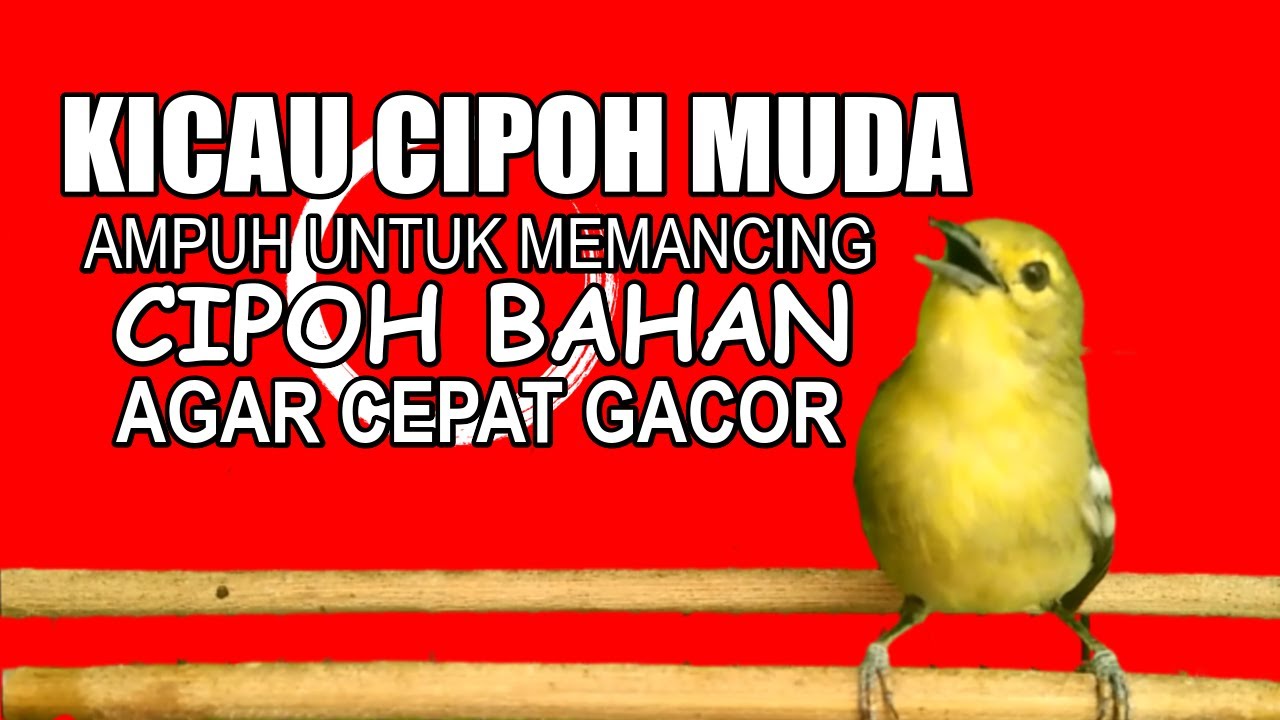 CIPOH SIRTU BAKALAN Dijamin Terpancing dan IKUT BUNYI dengan pancingan ini