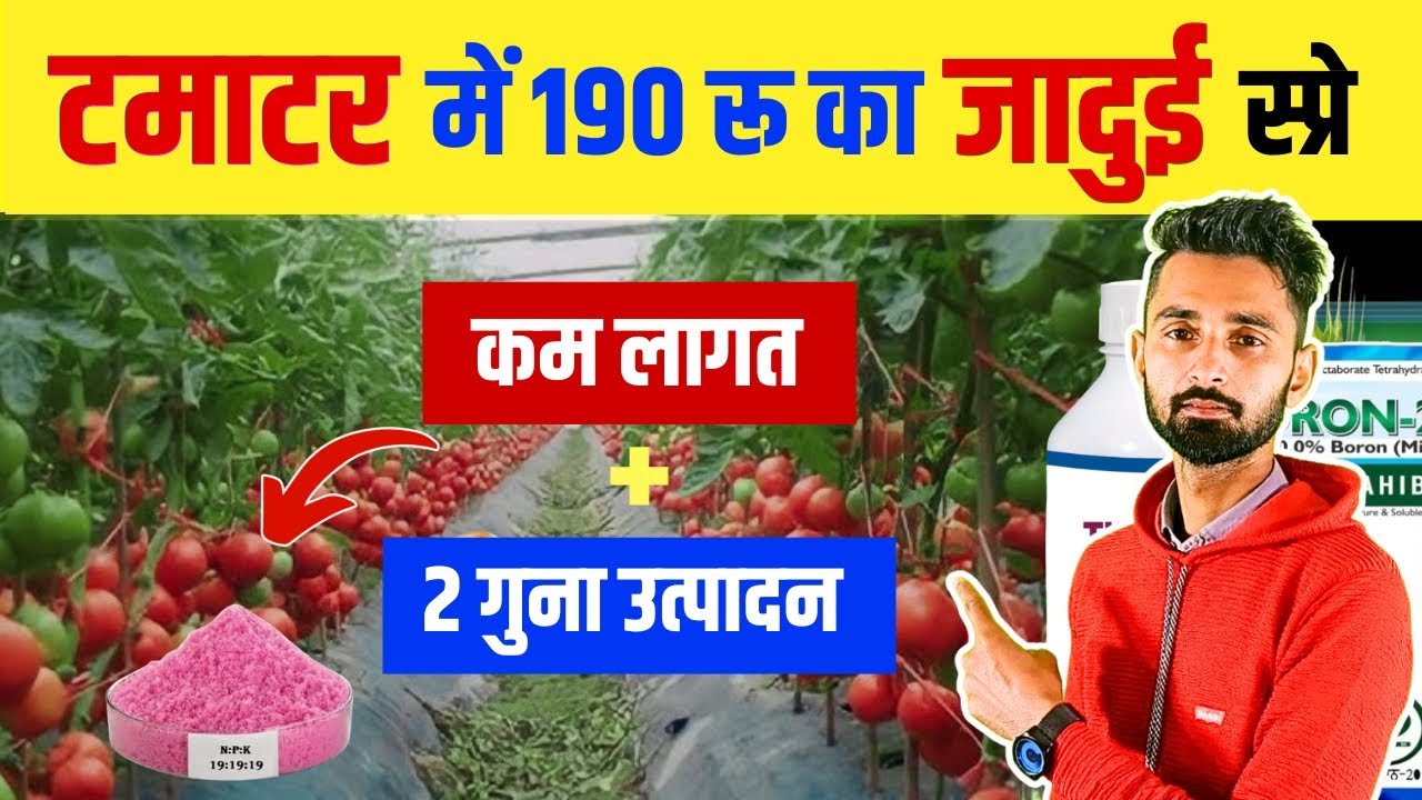 टमाटर में 190 रु का स्प्रे और उत्पादन 2 गुना।Tamatar ki fasal me production kaise badhaye