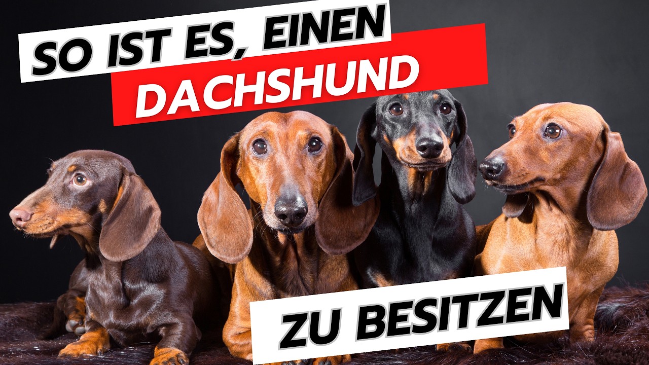 🚨 Top 10 Dinge, die nur Dackel-Besitzer verstehen