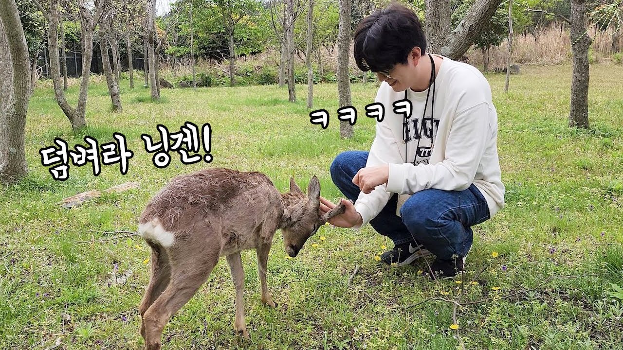 제주도 야생노루가 사람손에 길들여지면 생기는 일