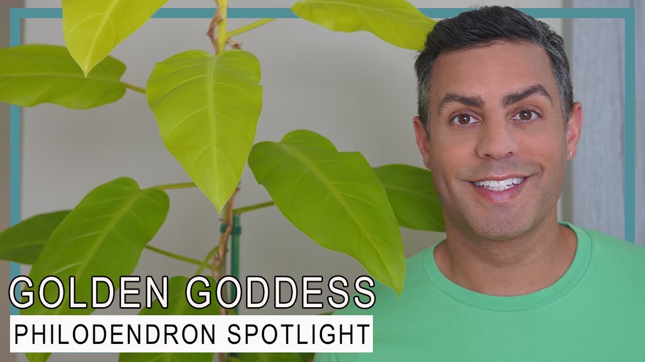 Philodendron Plant Varieties’ Spotlight: Golden Goddess! Crucial Care Tips, Repot and More!
