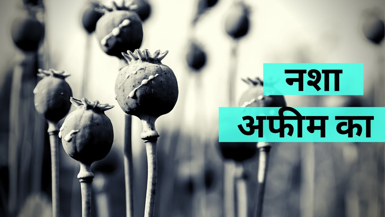 भारत में अफीम का इतिहास | DataBaaz I Hindi News Video Khabaren I Bharat Mein Afeem Ka Itihaas