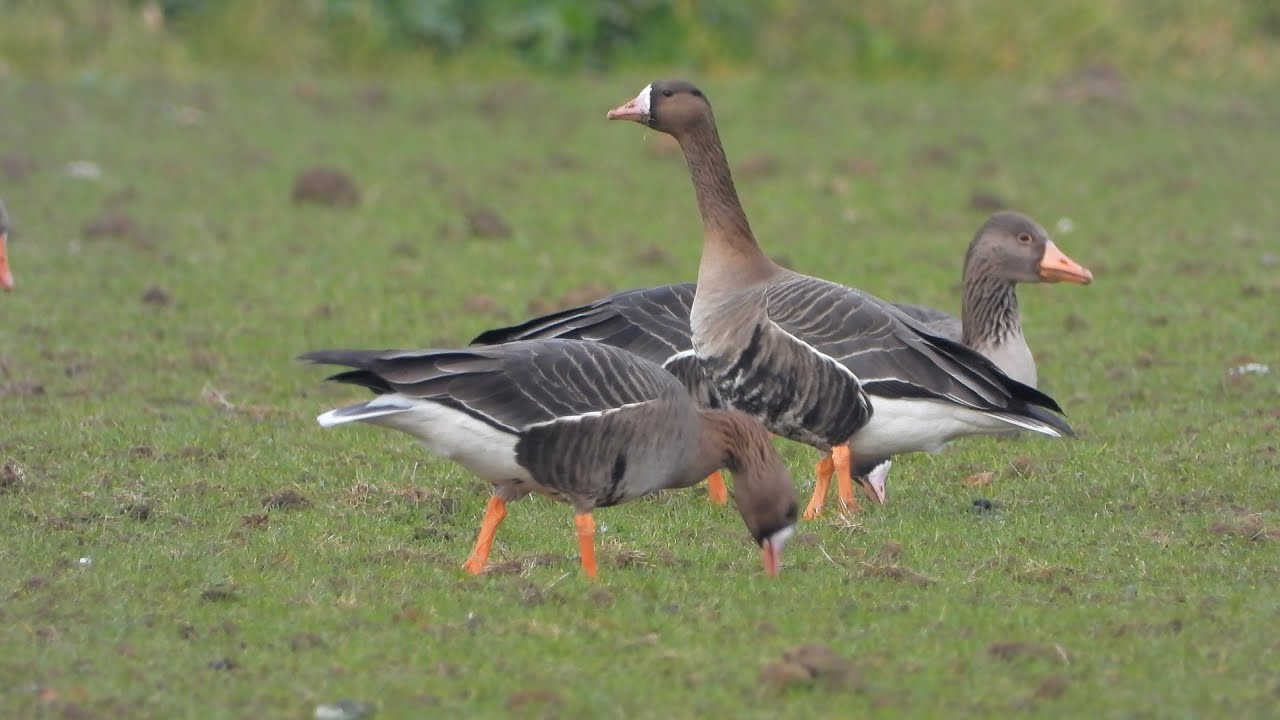Kolgans (greater white-fronted goose)
