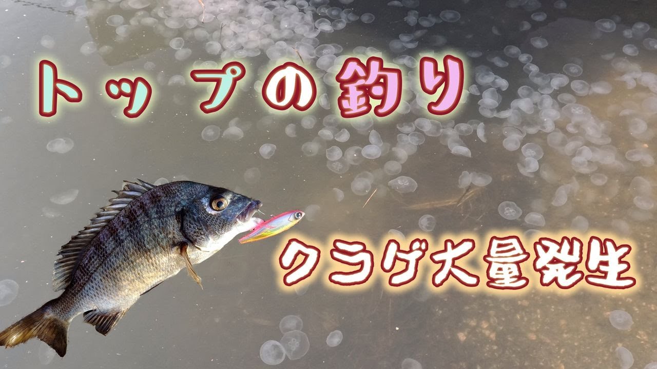 【トップ釣行】クロダイの呪い【クラゲ】