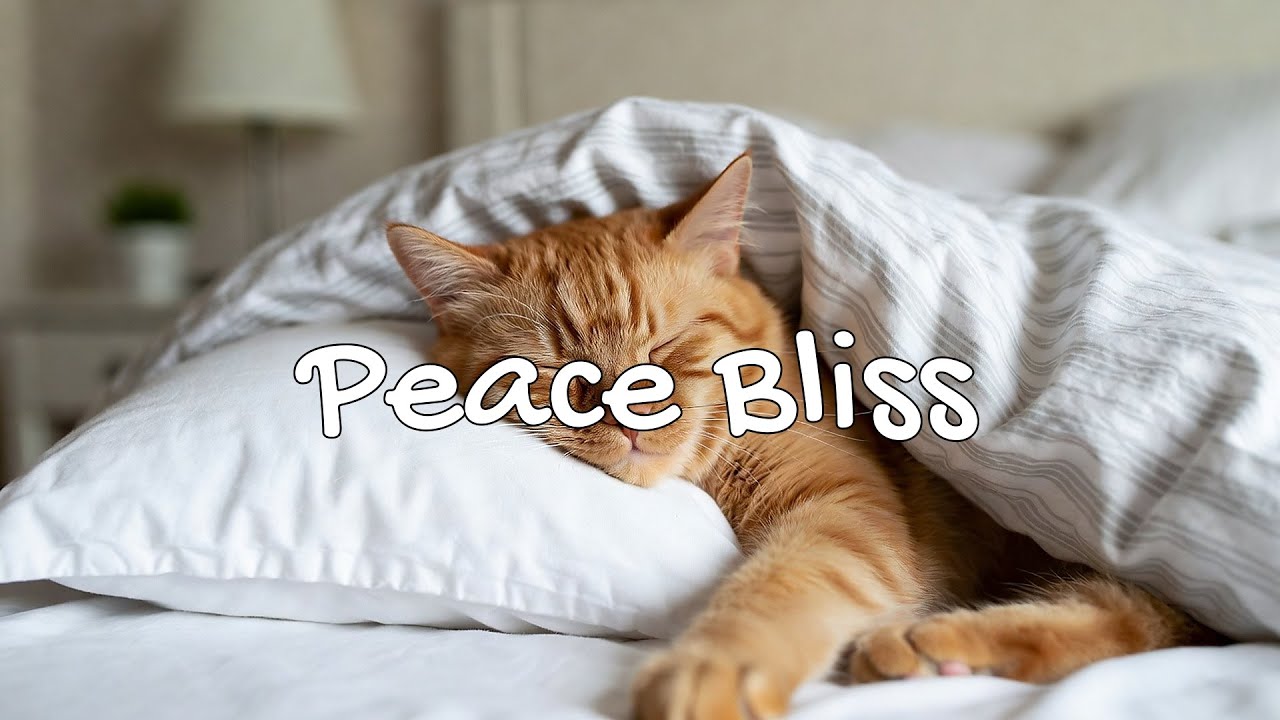 LIVE 😴 Gentle Chillhop for Cozy Cats 🐾 | Season 14 | Playlist 🎧