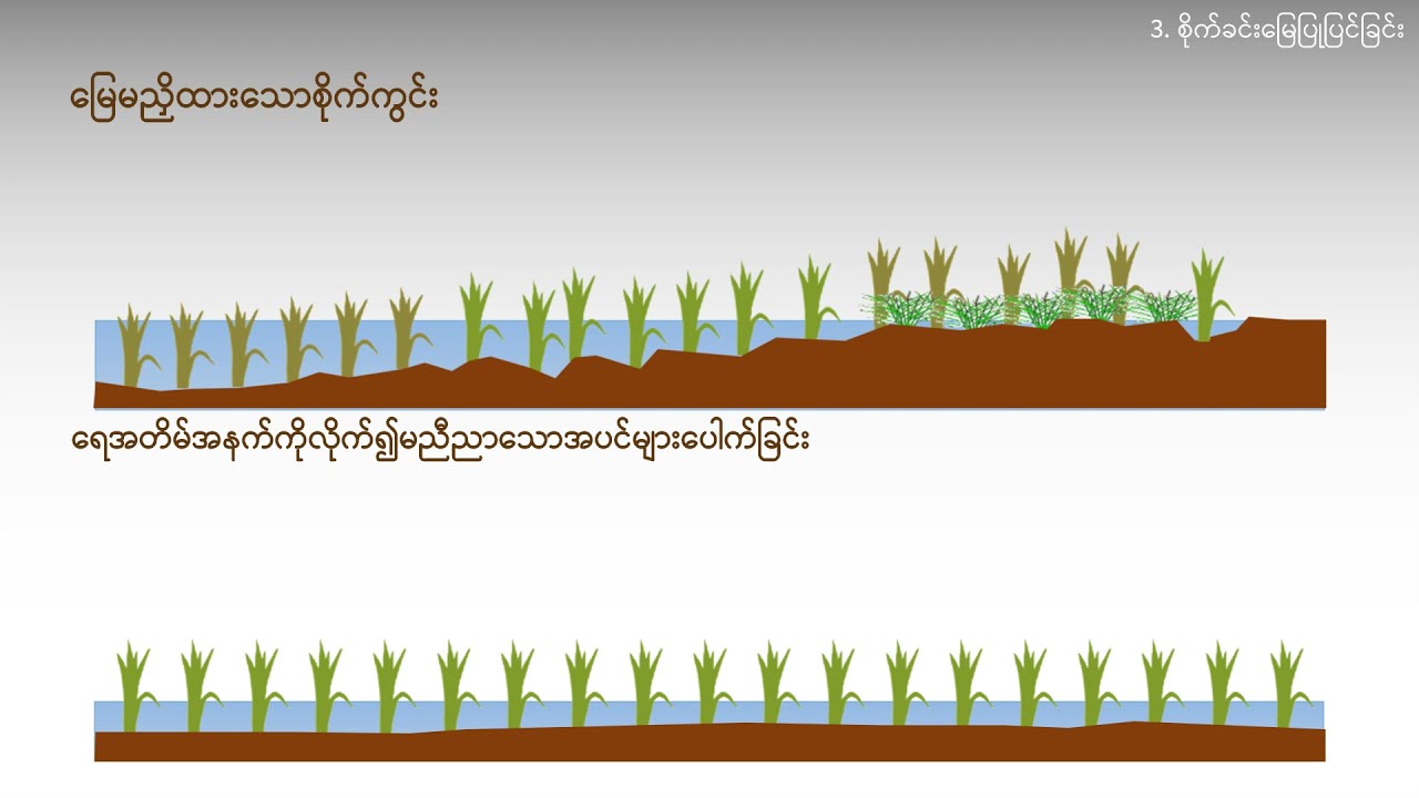 03. Land preparation (圃場準備)  [စိုက်ခင်းမြေပြုပြင်ခြင်း]