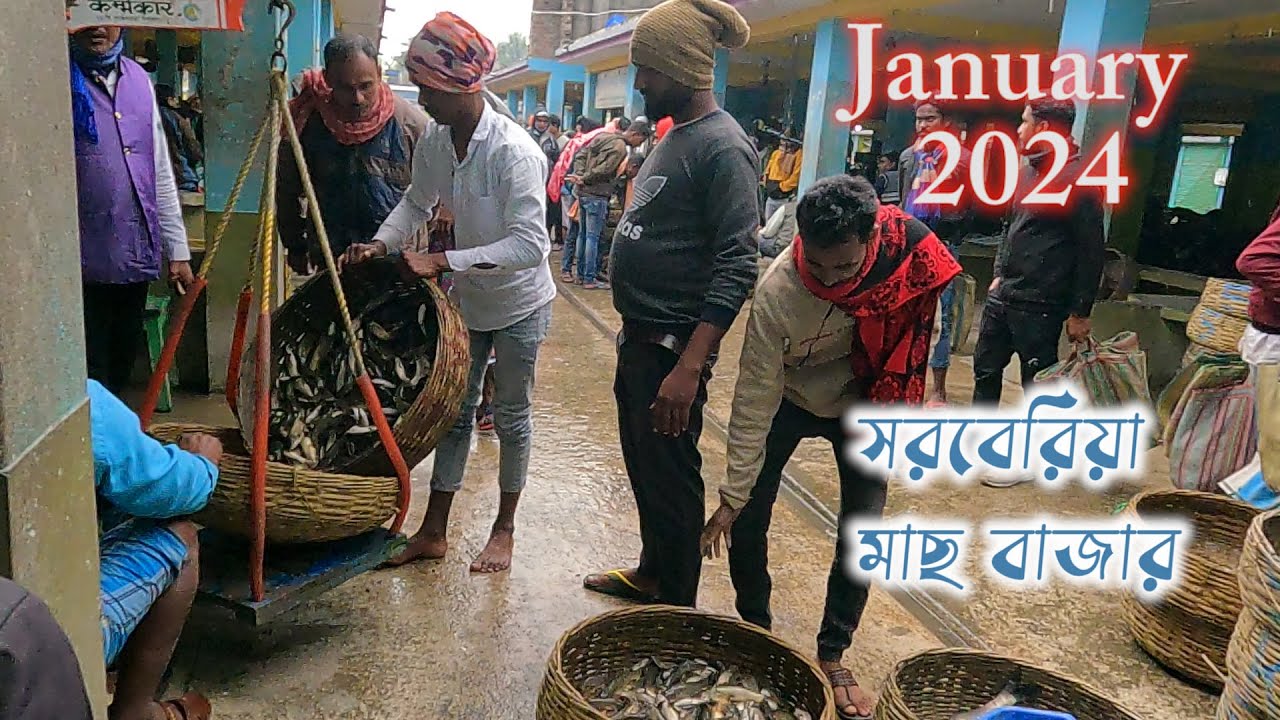 সরবেরিয়া মাছের বাজার 2024 || Sundarban fish market || #fishmarket #fish #fishbazar
