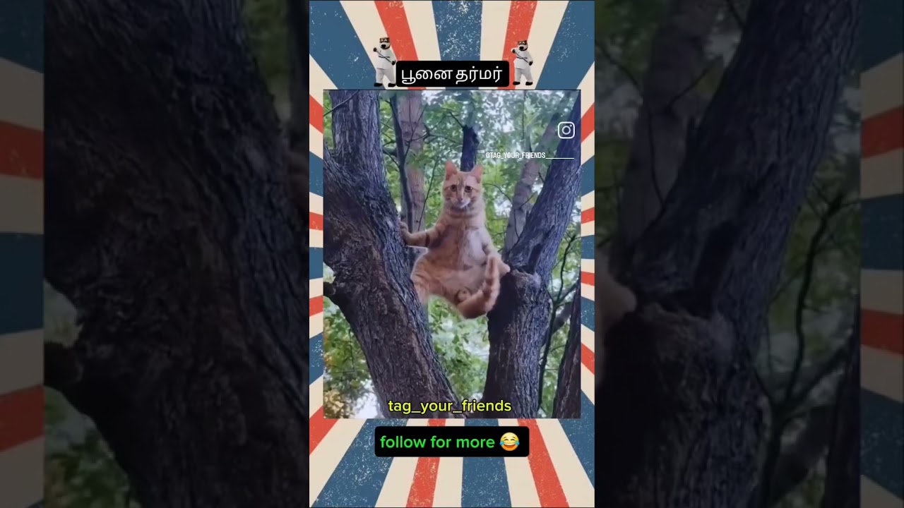 cat fan videos