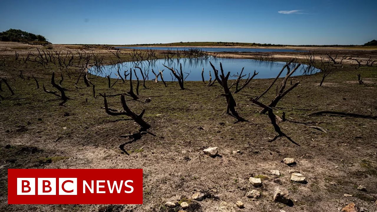 Europe heatwave: France and Germany deal with aftermath of extreme heat - BBC News