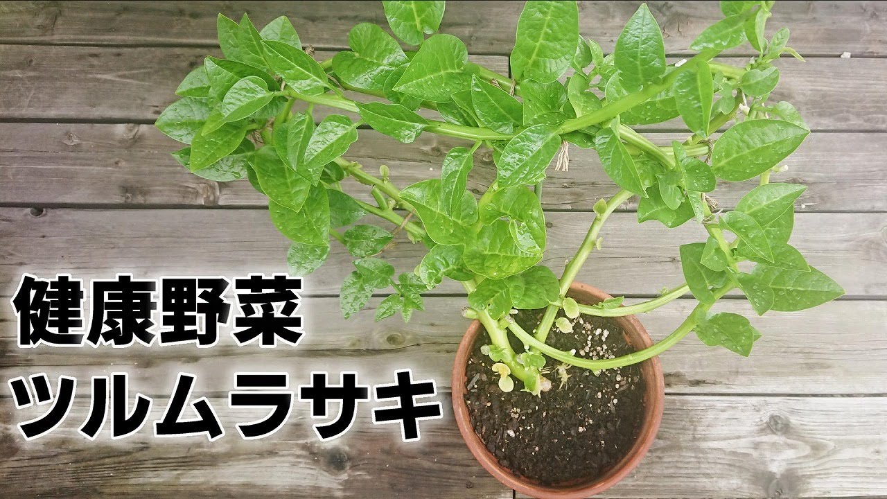 『家庭菜園』栄養価の高いツルムラサキを鉢で育てる方法！畑がなくても簡単に栽培出来ます!