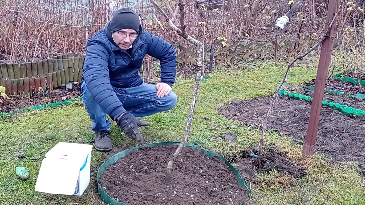 Jesienno - zimowe nawożenie drzewek i krzewów owocowych.