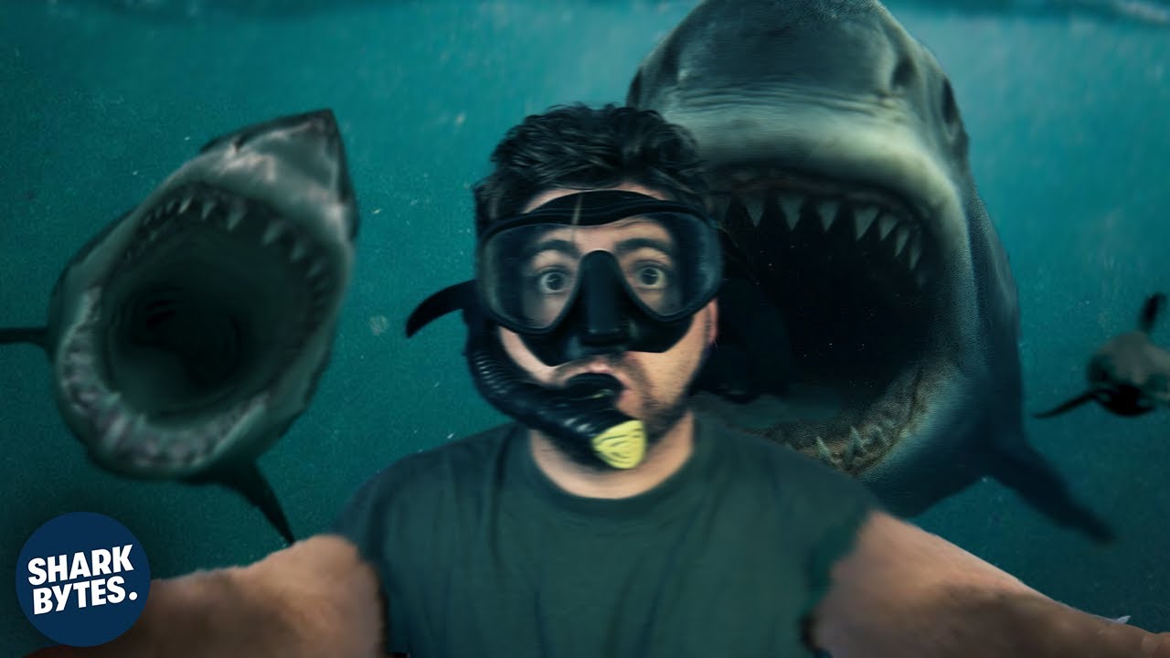 Scientists Discover White Sharks Hunting in GANGS