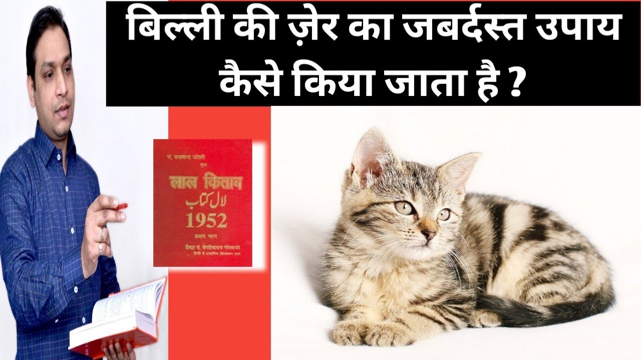 बिल्ली की ज़ेर का उपाय_Lal Kitab Ke Upay