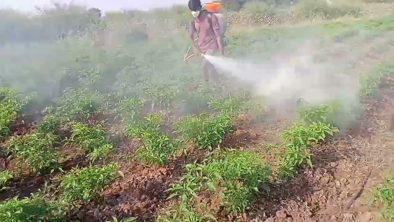Italian spraying gun, with high pressure mist blower