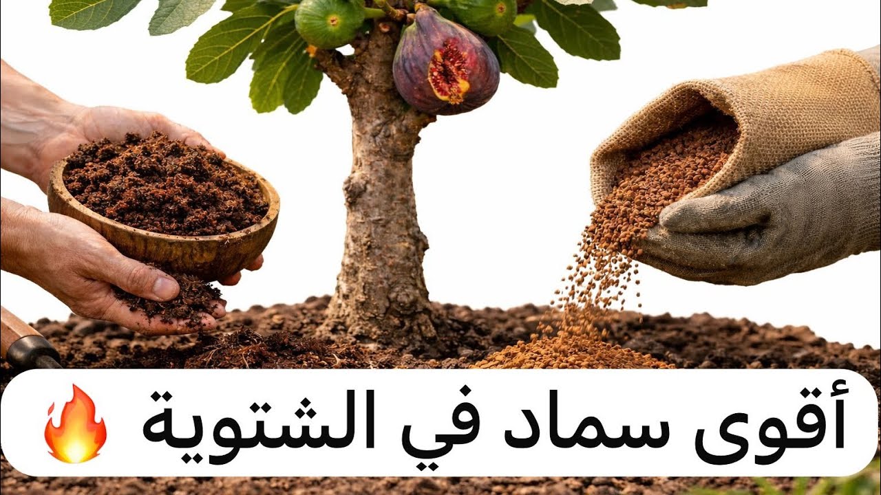 اقوى سماد ممكن للشجرة 🔥  وخطأ شائع في التسميد ضروري تنتبه اله ⚠️