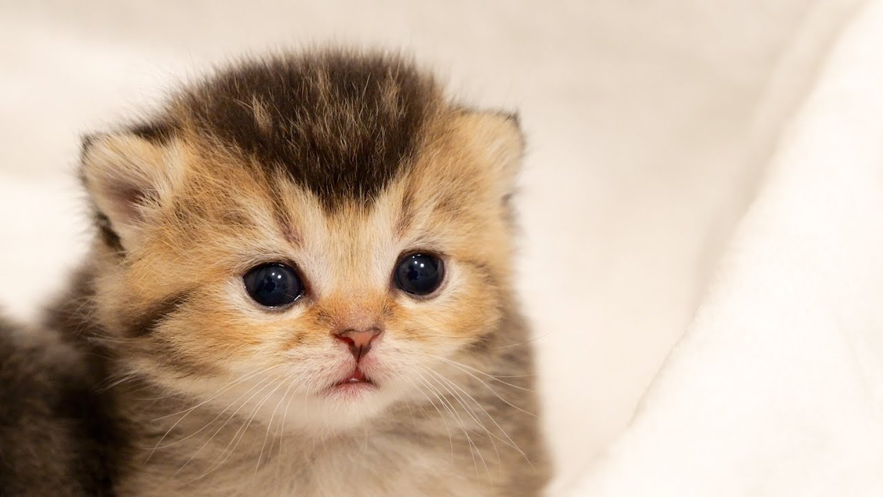 The gaze of the kitten wishing to be hugged was too cute.