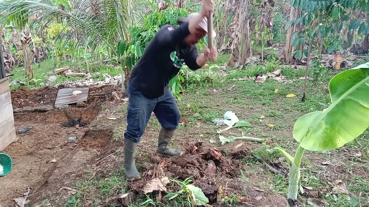 Aktivitas Kebun | Membuat Anak Tangga dan Membersihkan Bonggol Pisang