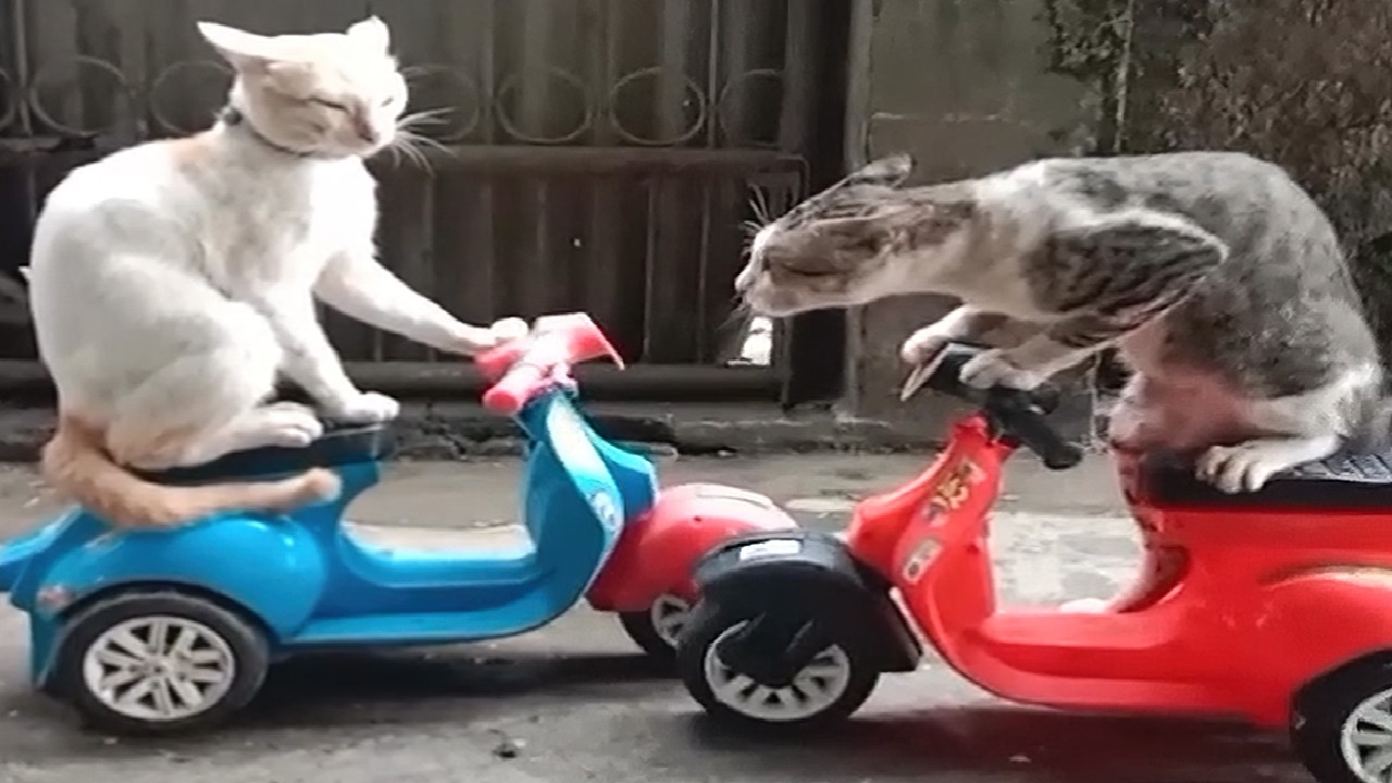 Funniest Cats and Dogs Videos 2025🐈🐕Try Not To Laugh😜