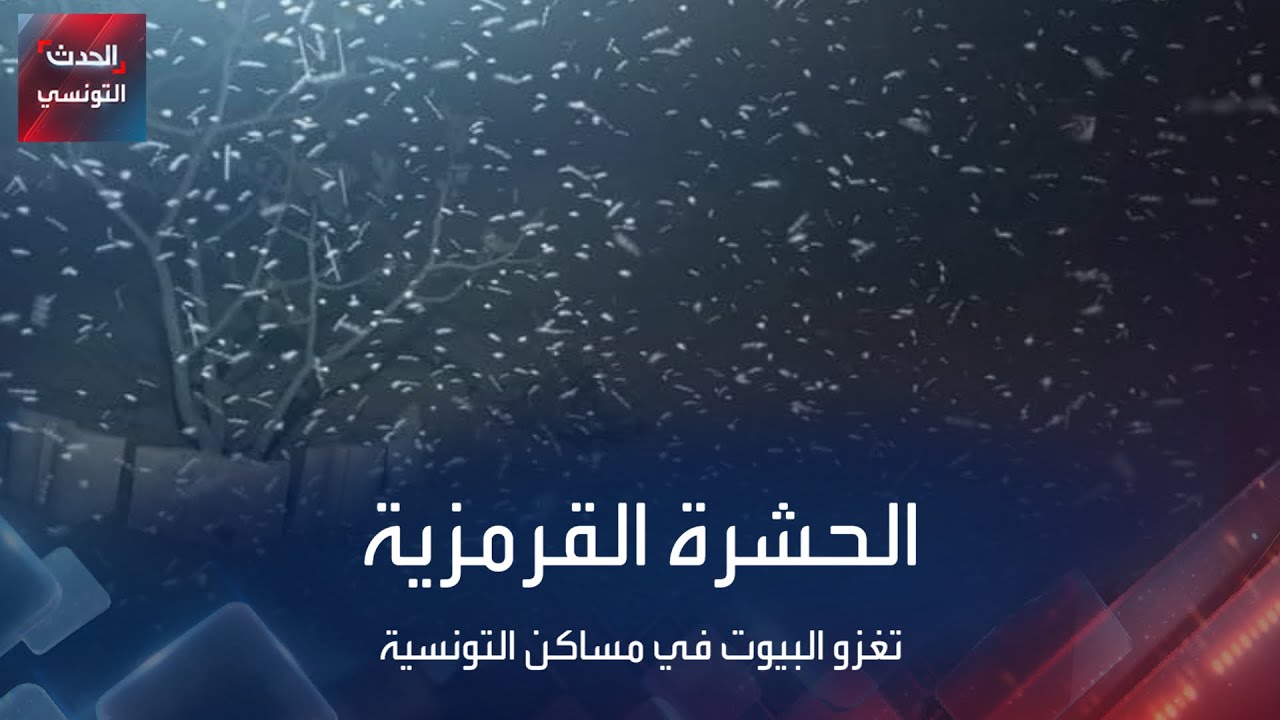 الحشرة القرمزية تغزو البيوت في مساكن بتونس