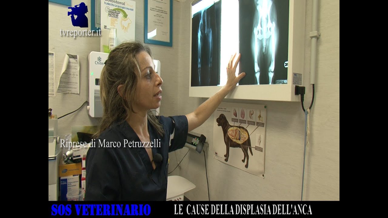 SOS VETERINARIO: LE CAUSE DELLA DISPLASIA DELL'ANCA