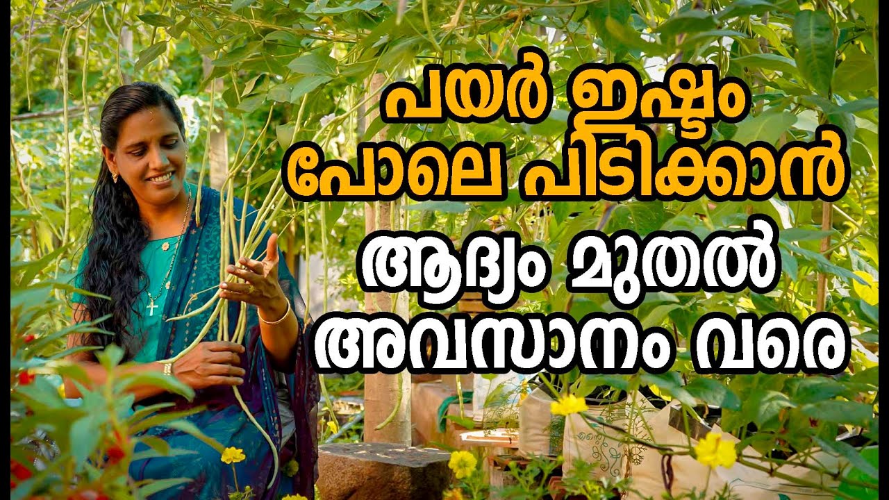 പയർ കൃഷി ആദ്യം മുതൽ അവസാനം വരെ | Payar Krishi in Malayalam | How to grow long beans