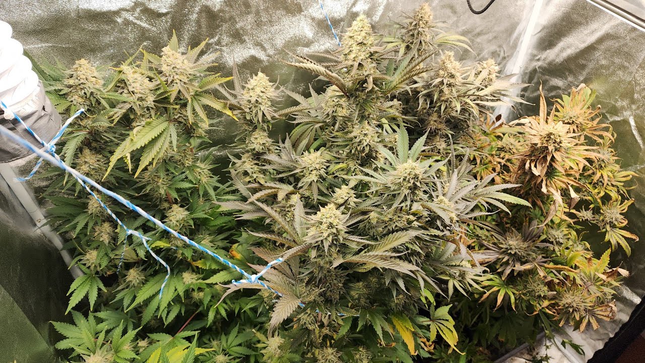 8 WEEKS OF FLOWER FOR MIRACLE ALIEN COOKIES X 8 BALL KUSH, AND MENDO CHERRIES!