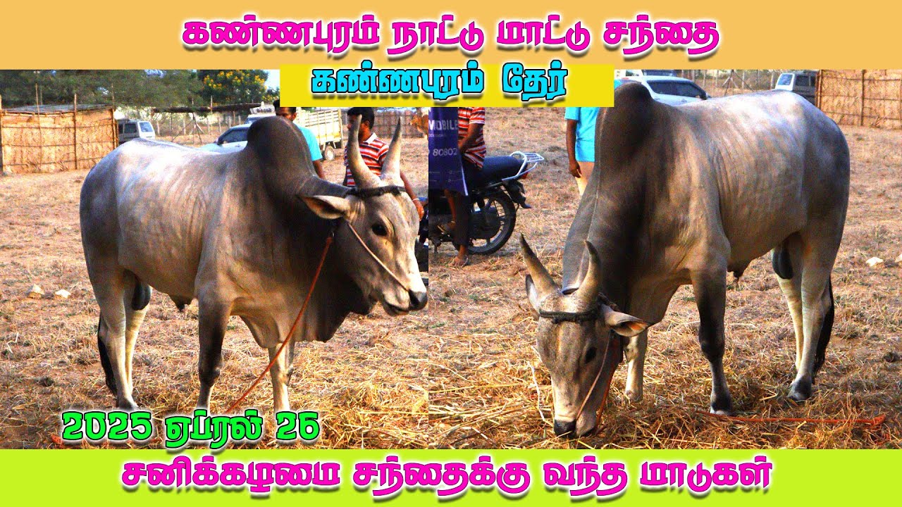 Kannapuram Nattu Mattu Santhai| கண்ணபுரம் நாட்டு மாட்டு சந்தை ஓலப்பாளையம் 26/2025 April
