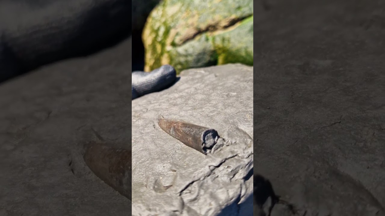 A perfect Belemnite Squid Fossil preserved in shale matrix! 🌊🦑 #fossilhunting #fossils #shorts #sea