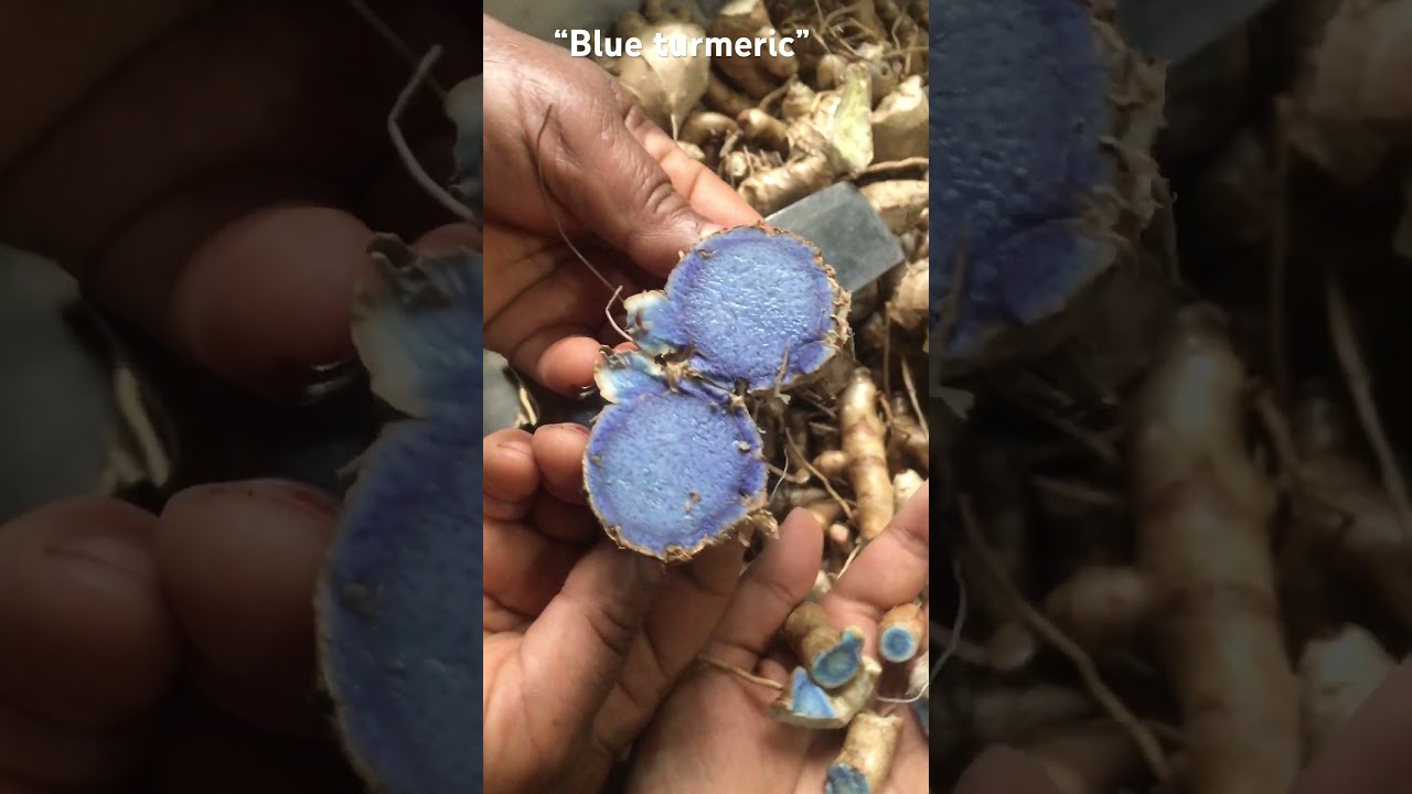 Blue Curcuma longa&rdquo;