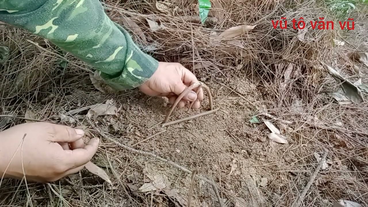 chia sẻ cách đặt bẫy gà 🐔 rừng đơn giản hiệu quả,cho ae mới vào nghề tham khảo