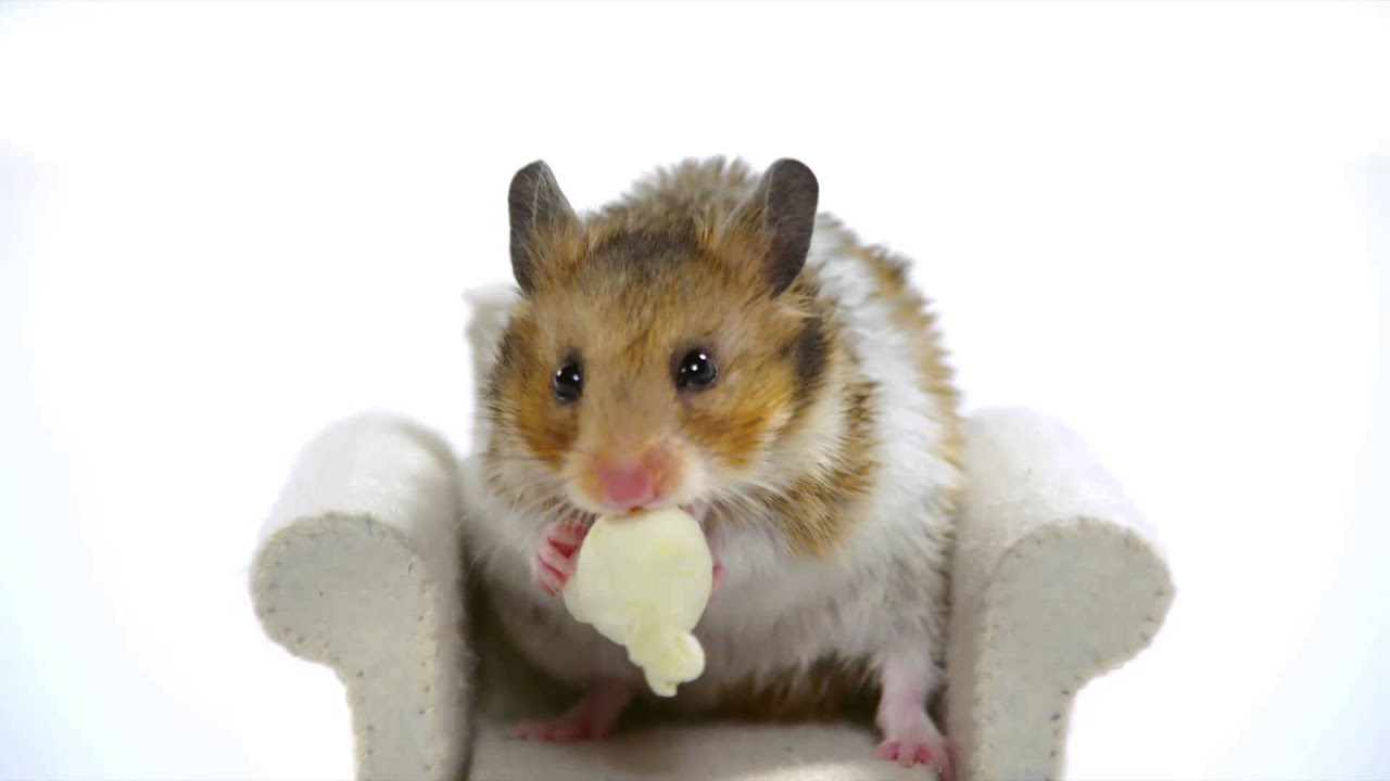 Fanica Hamsterică - promo reduceri Clickshop.ro, octombrie 2013