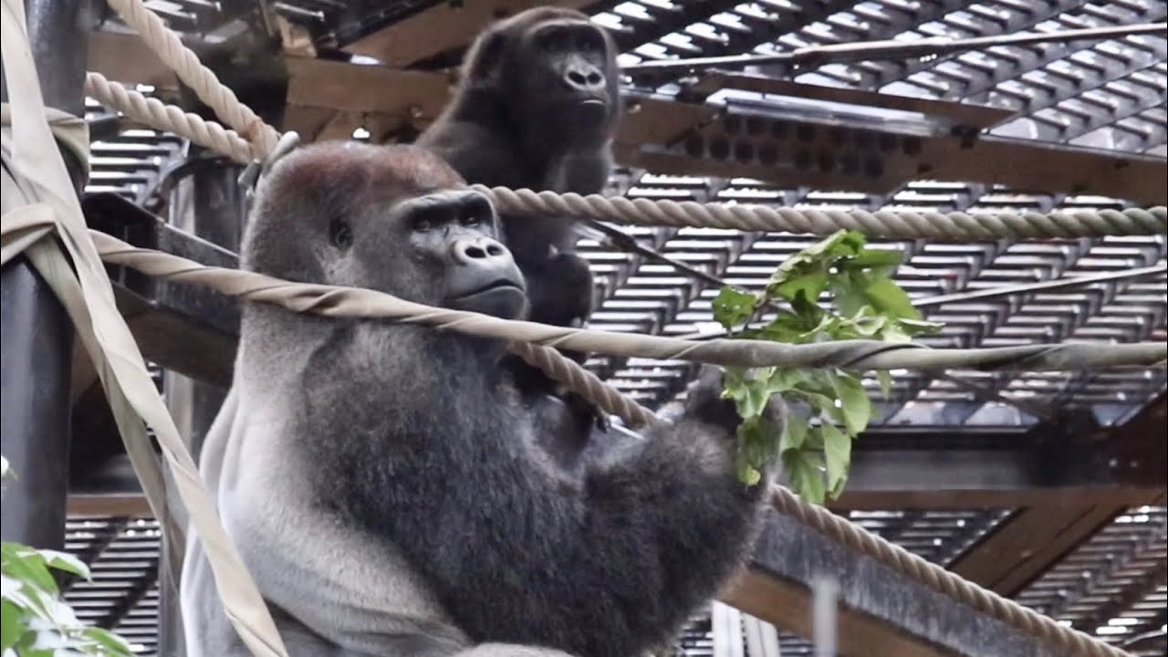 突然の雷雨！ゲンタロウ雨中で魂のドラミング⭐️ゴリラGorilla【京都市動物】Gentaro's drumming that blows away the fear of thunderstorms