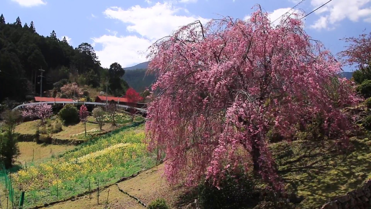 十津川村の桜