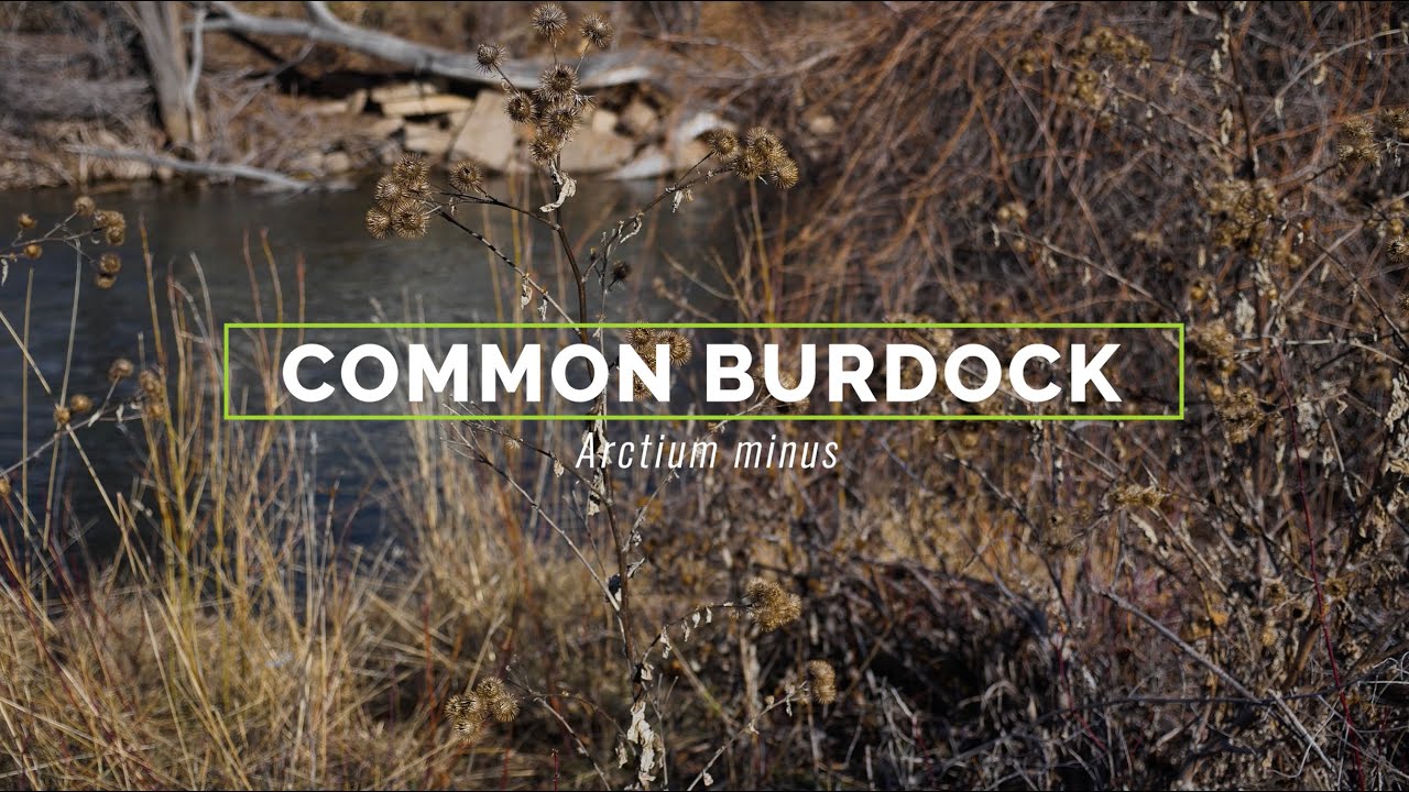 Common burdock
