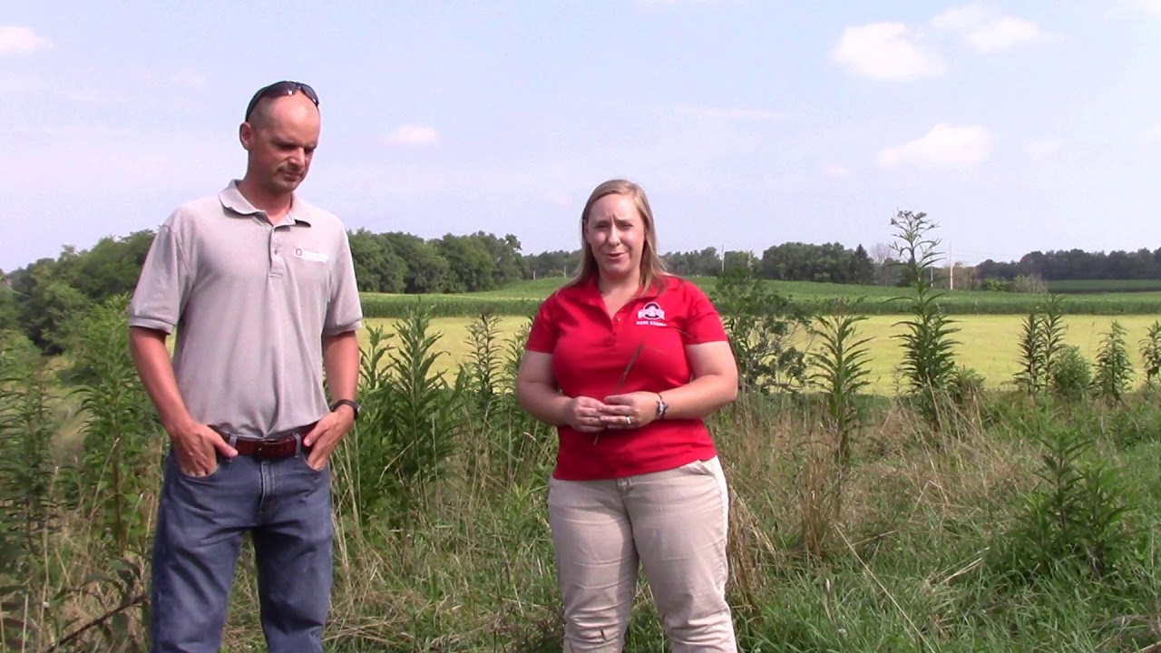 Forage Focus: Getting to Know Your Weeds