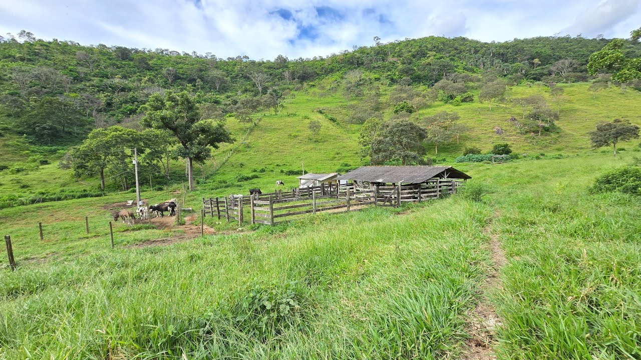 🚜 BARATO! SÍTIO 86 HECTARES À VENDA EM TEÓFILO OTONI MG | REGIÃO LEITEIRA | R$ 980 MIL