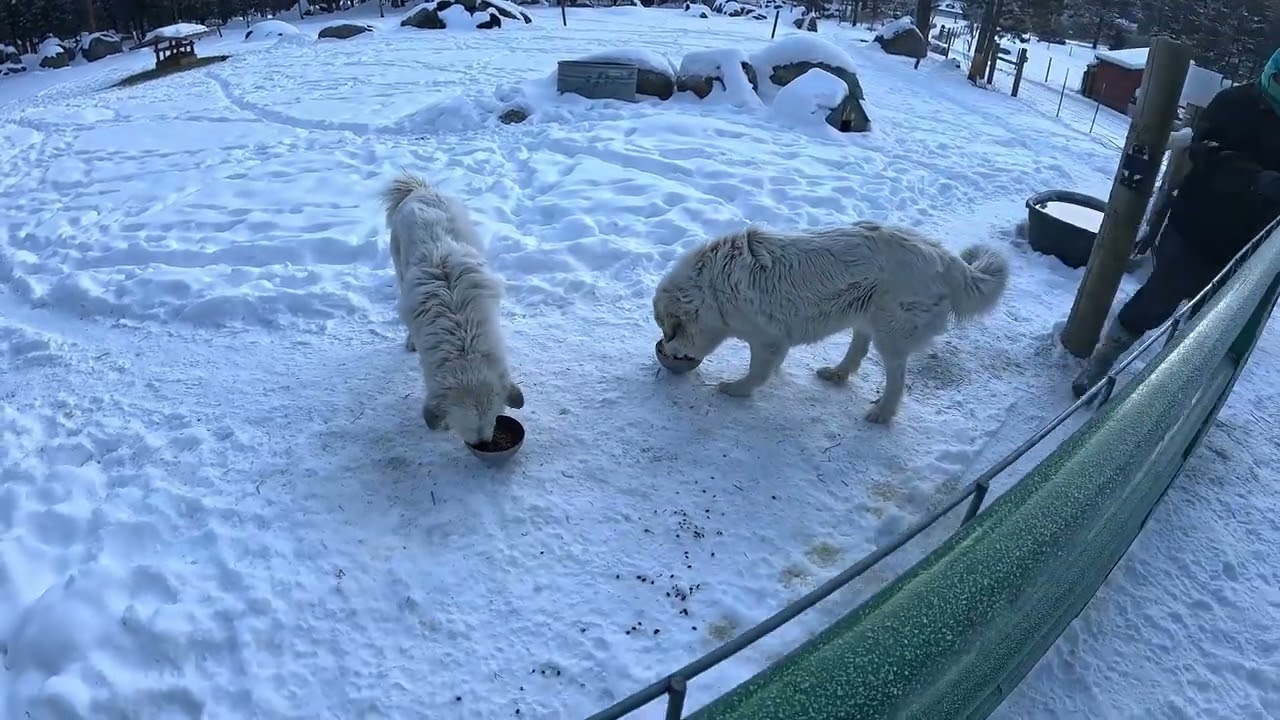 Feeding Goats, Chickens, Ducks & Dog in -26°F! | A Cold Day on Our Homestead