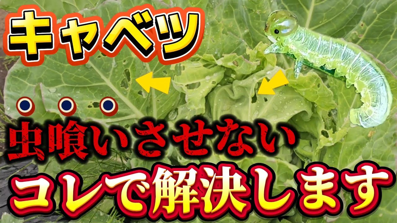 【キャベツ】虫喰いされたキャベツこれで解決しました！！幼虫が出たら、〇〇をやって下さい！！