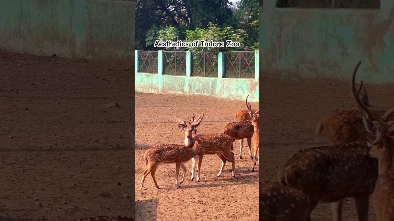 Kamla Nehru Prani Sangrahalaya or Indore Zoo.