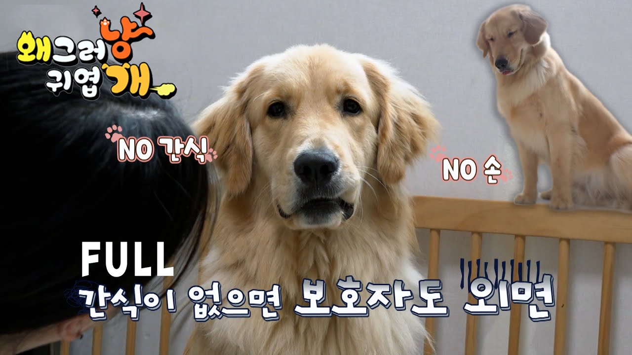 리트리버가 무조건 '국민 천사견'은 아닐 수도...?