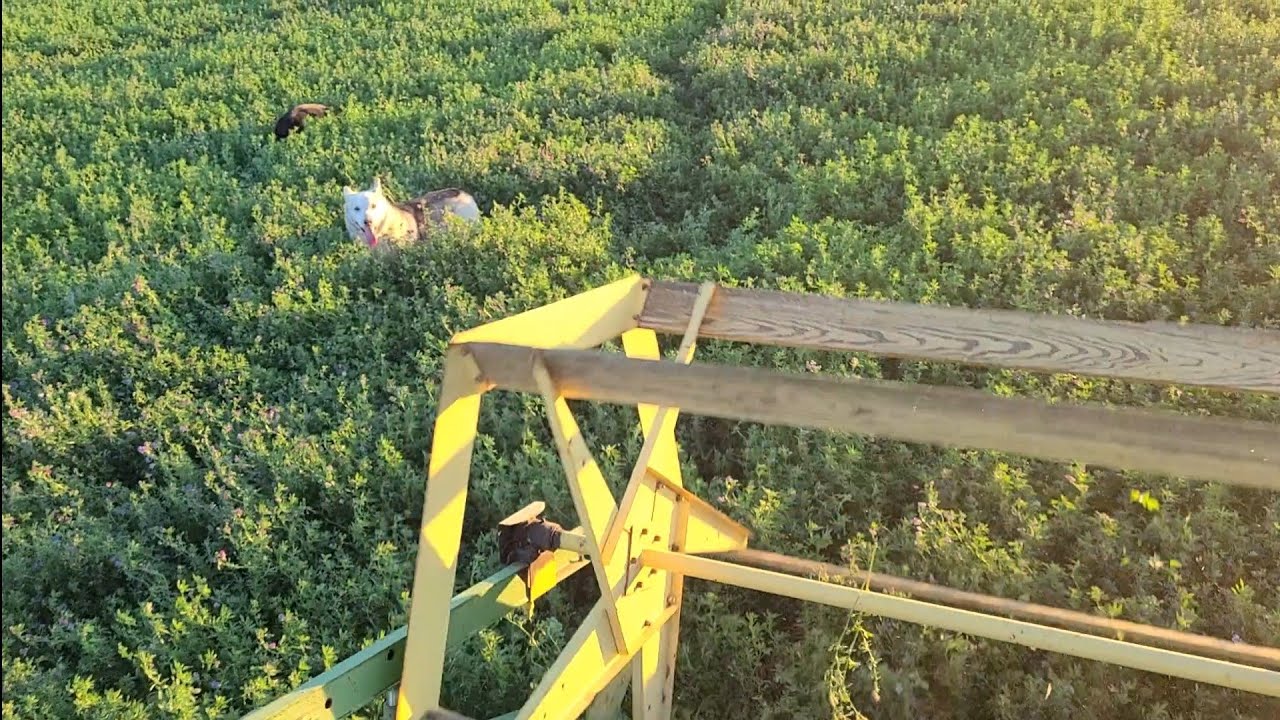 John Deere 800 Windrower 2nd Cutting Alfalfa