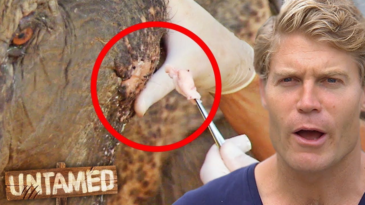 Дренаж гнойных шишек у спасённого слона 🤢 | Untamed Clips | Untamed