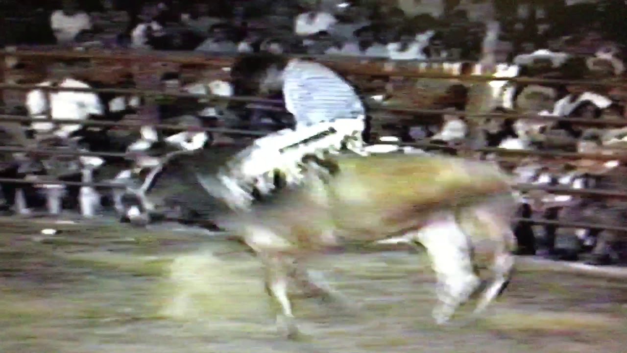 Arcelia Guerrero 1997
