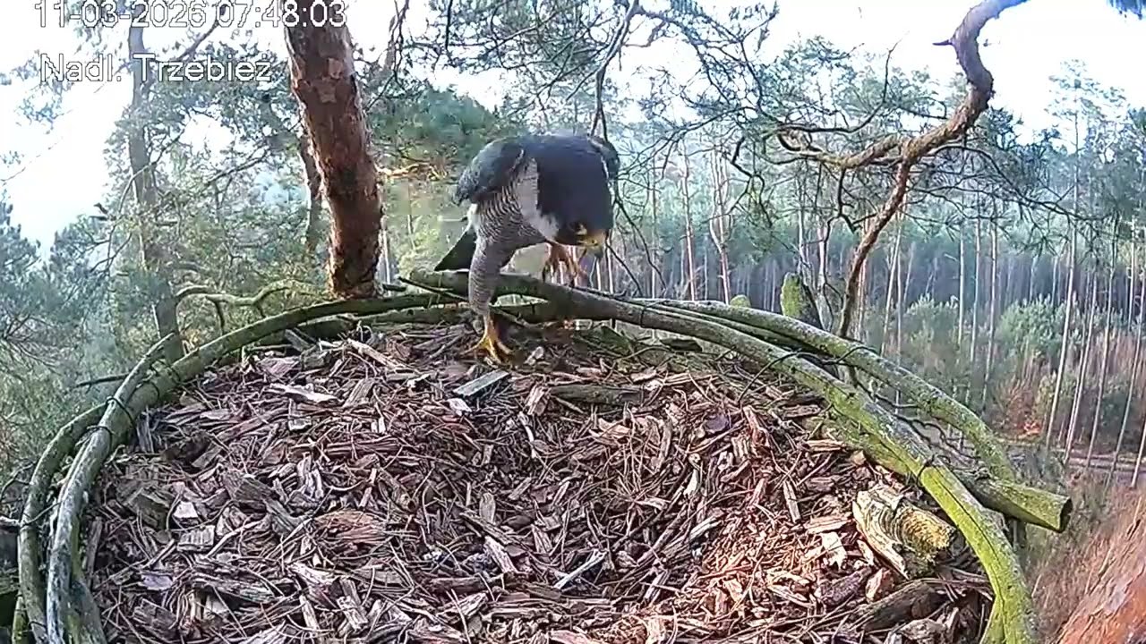 Samiec z krzykiem - sokoły Trzebież - 11.03.2026