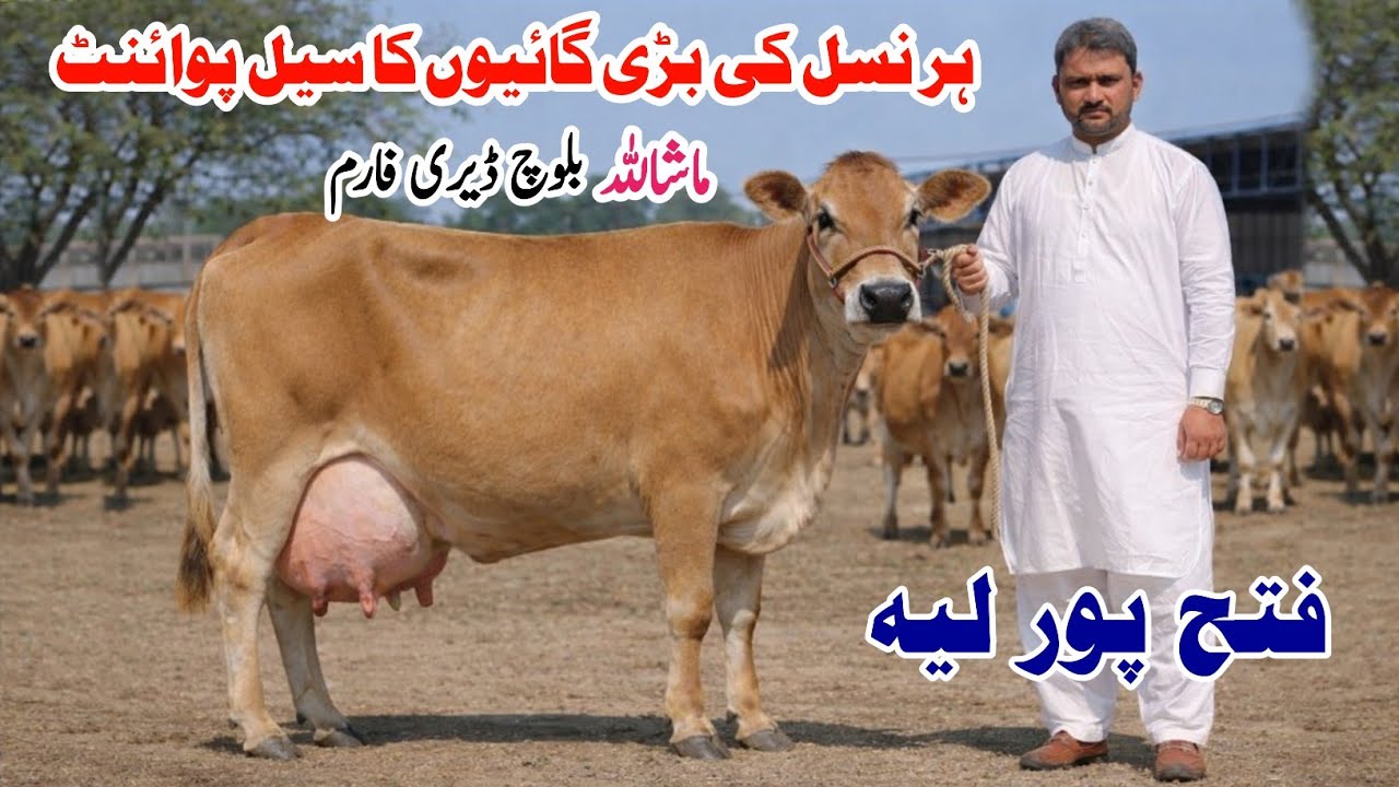 Mashallah Baloch Dairy Farm | Biggest Milking Cow | Cow Sale In Punjab | Jersey Cow Pk Janwar Mandi