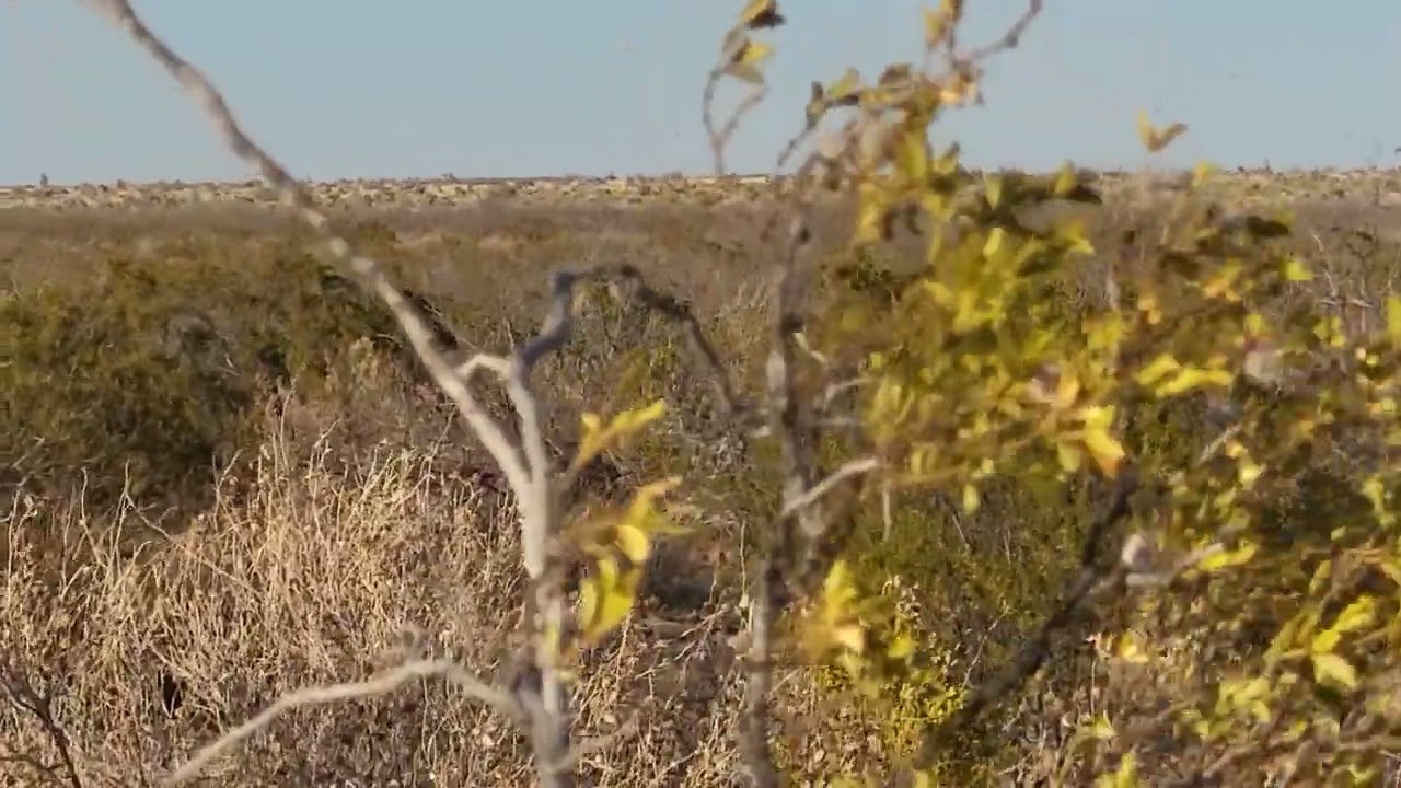 Crept Up On A Couple Oryx