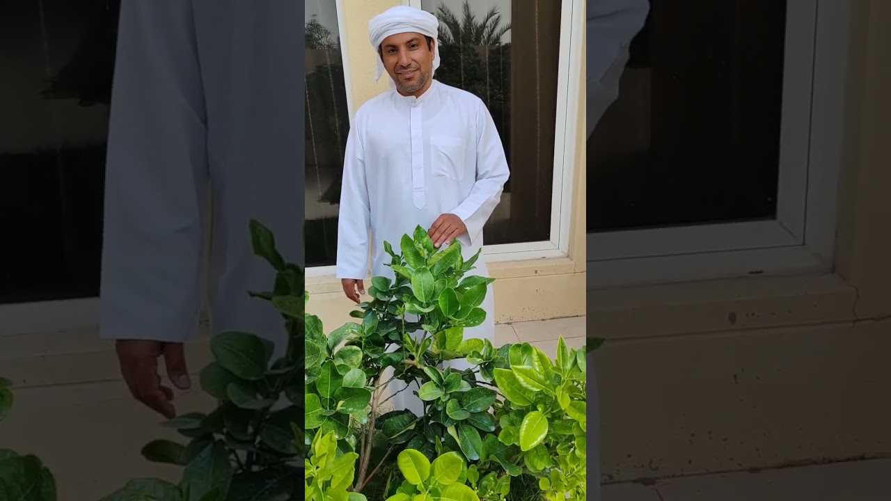 ابو اليازية ملك النوادر
