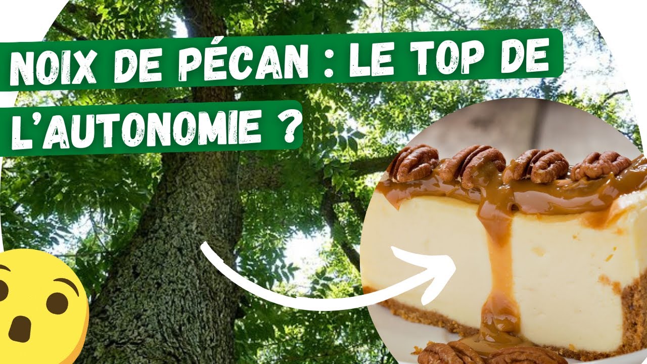 🌳Le pacanier, arbre allié pour l'autonomie... et la gourmandise !